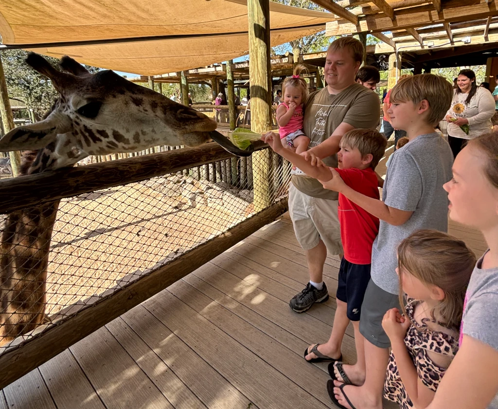 Kids feeding a giraffe