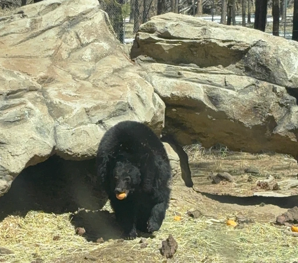 A bear eating an orange