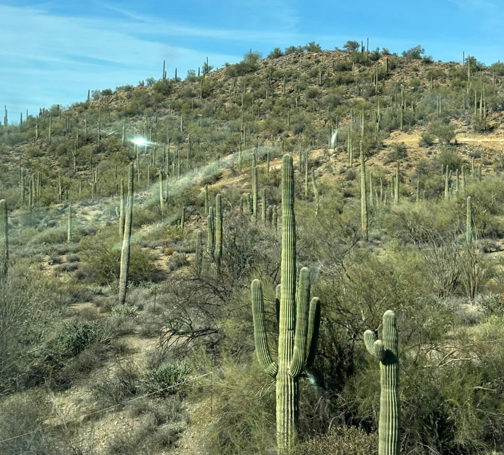 A field of cacti