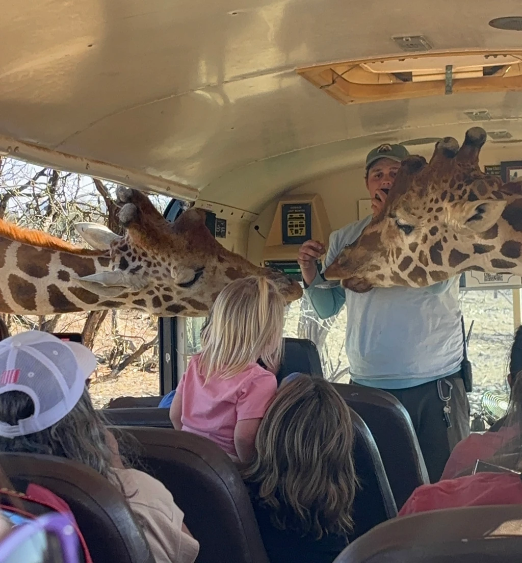Giraffes sticking their heads into a bus