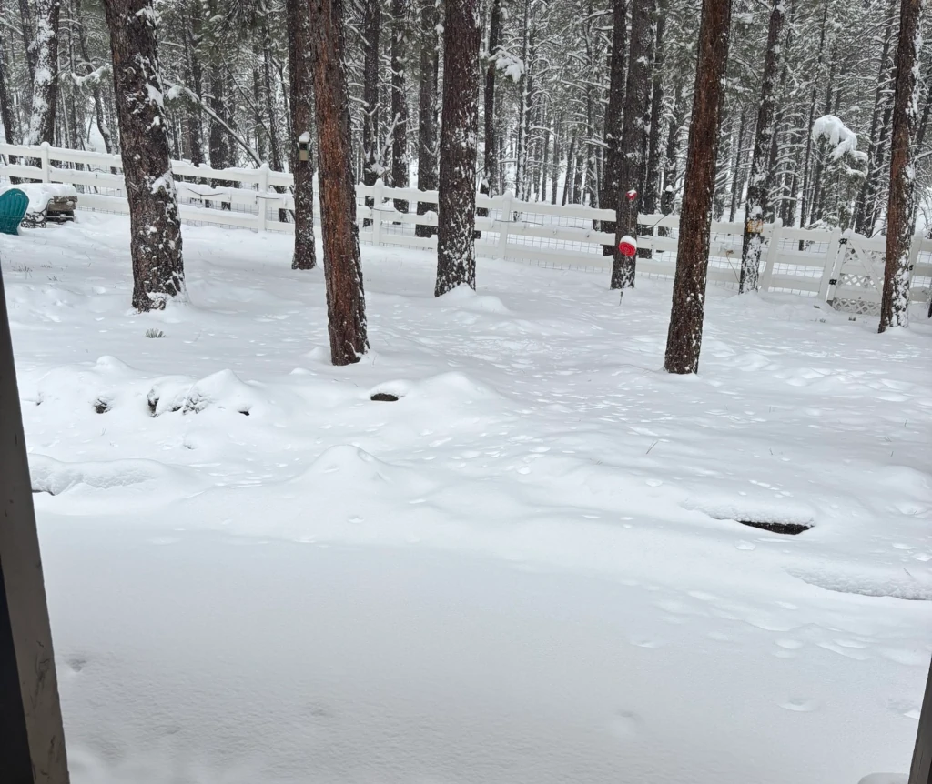 A snowy scene outside of a house