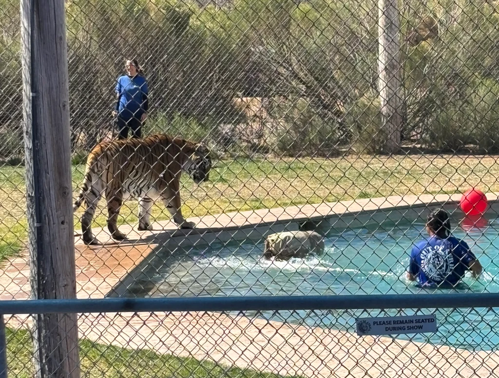 A zoo keeper trying to entice a tiger into a pool