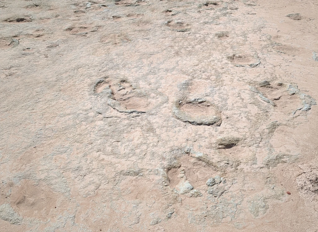 Fossilized dinosaur tracks