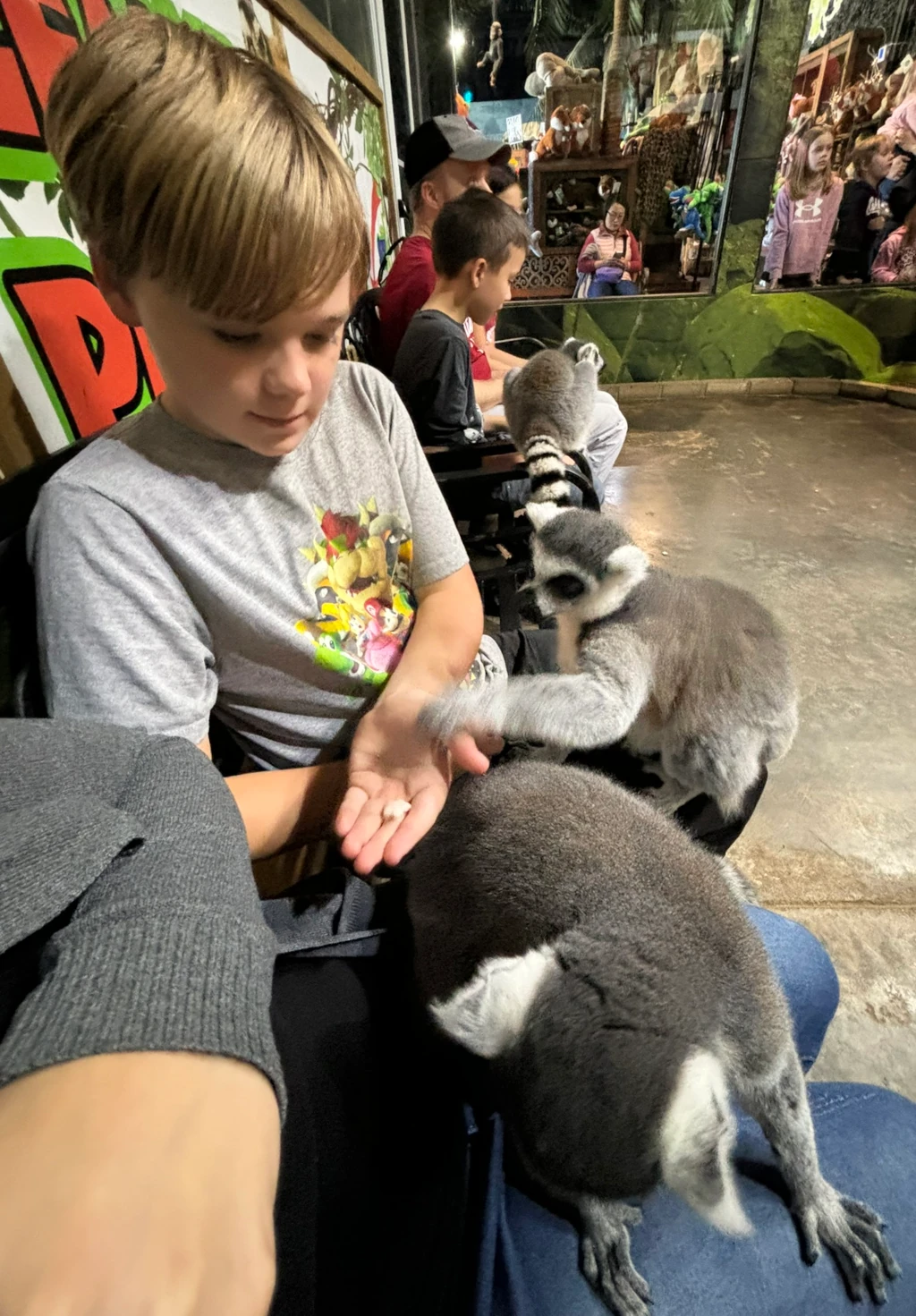 Lemurs sitting on a boy's lap