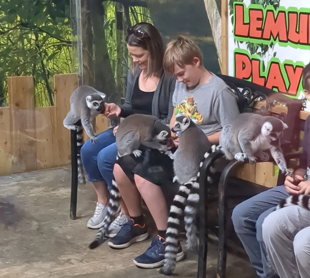 Lemurs sitting on a mom and son's laps