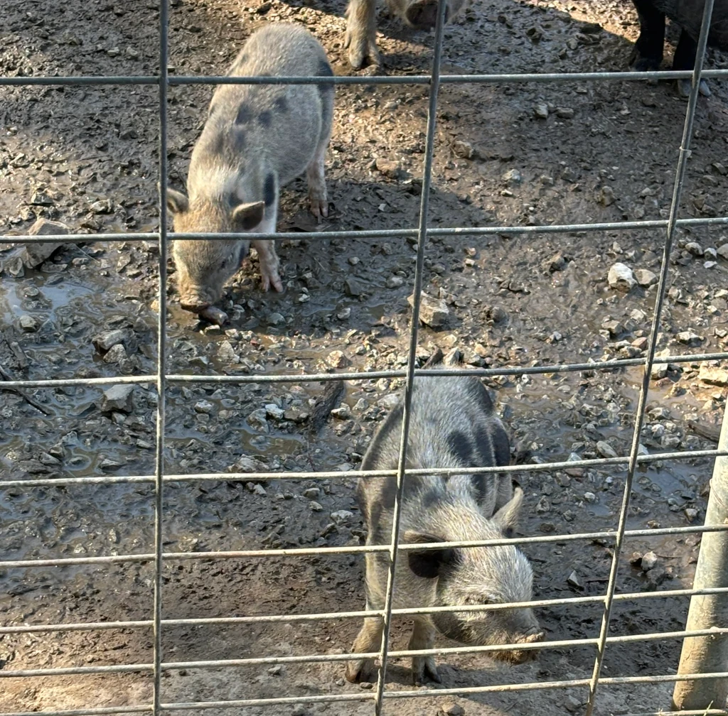 Two baby pigs in a pen