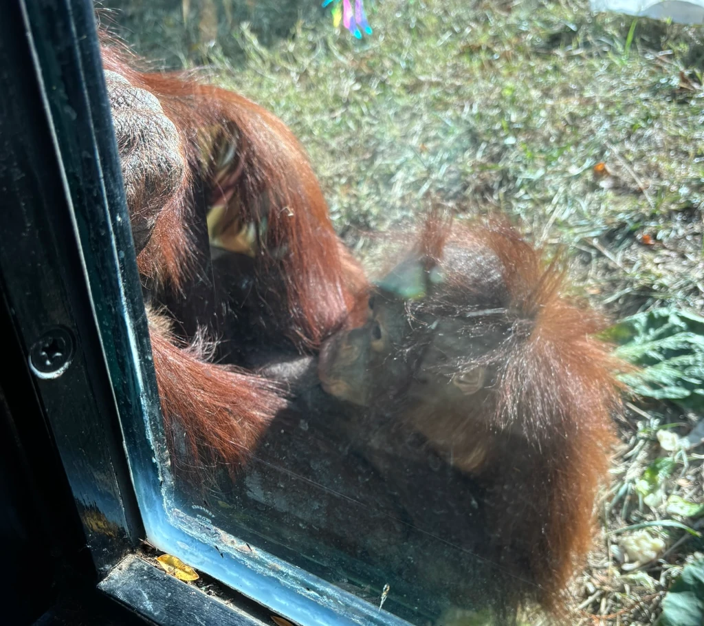 An orangutan against a glass enclosure