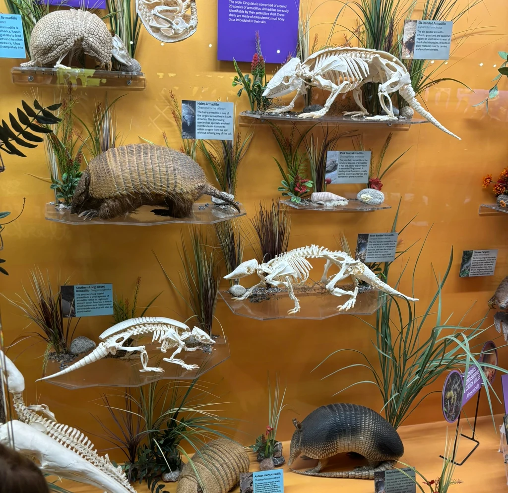 Various animal skeletons behind a glass case