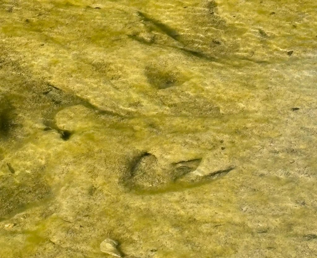 A fossilized dinosaur footprint