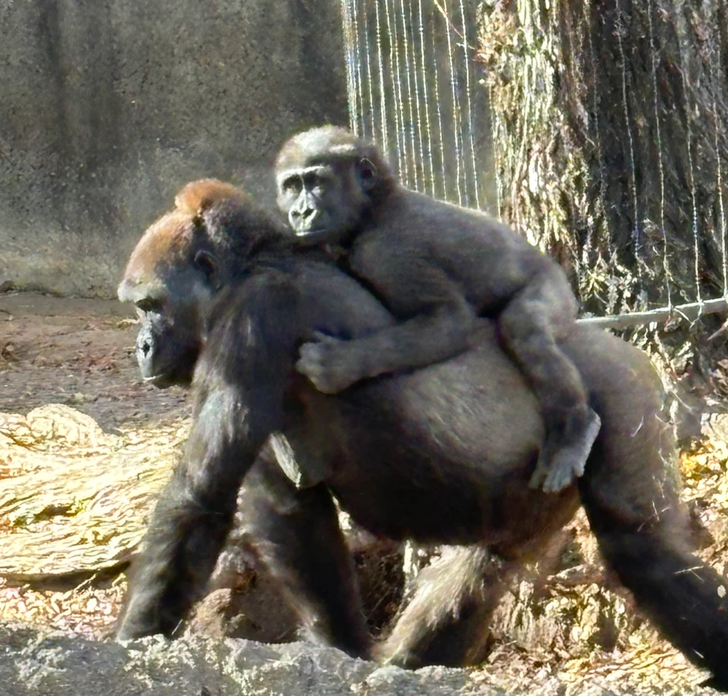 A baby chimpanzee holding on to its mother's back