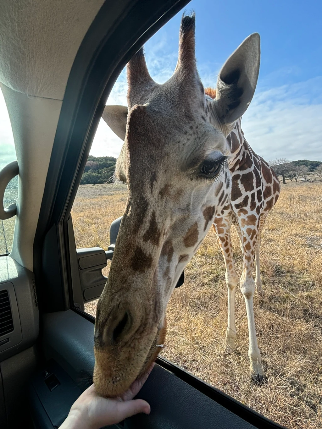 A giraffe sticking its head in a car window