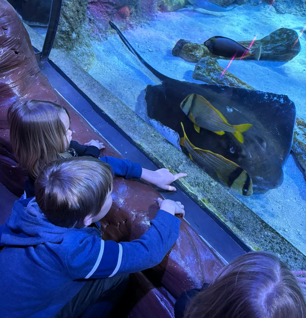 Kids looking at sea animals