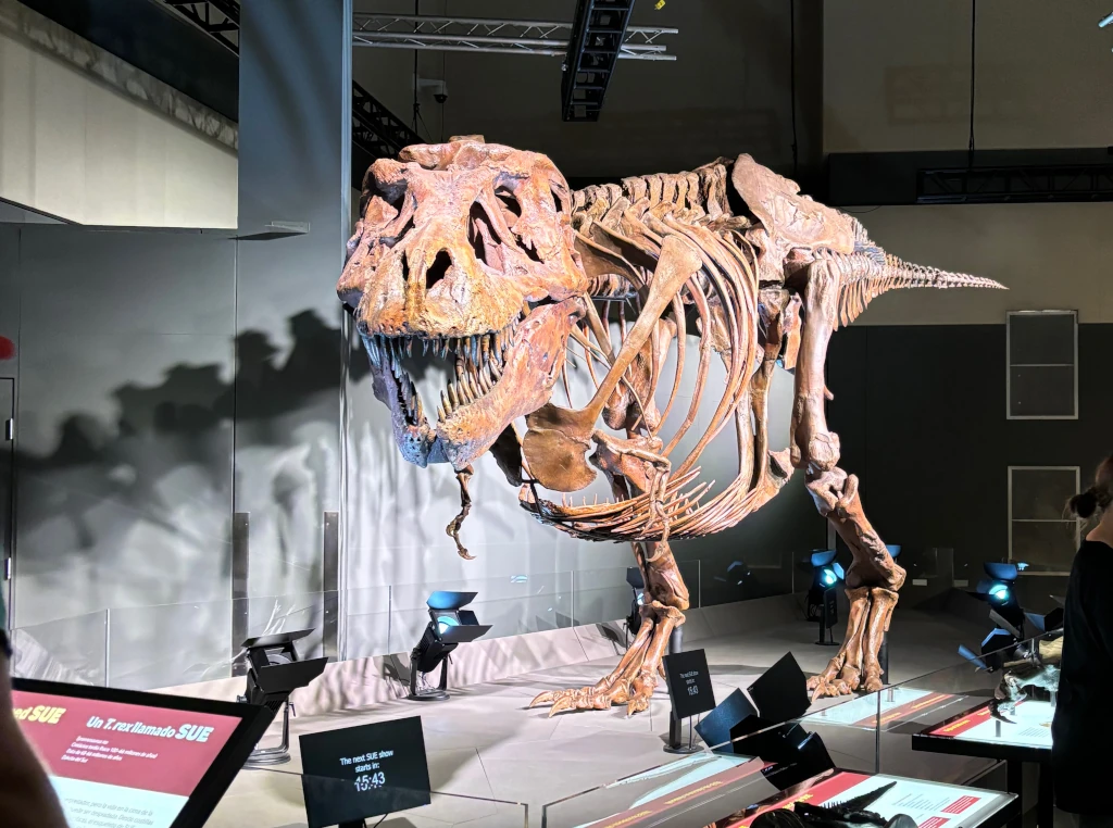 Sue the T. Rex at the St. Louis Science Center