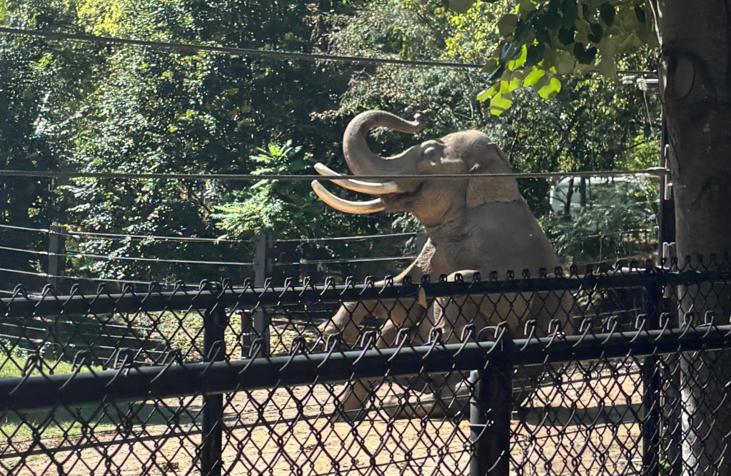 An elephant doing tricks