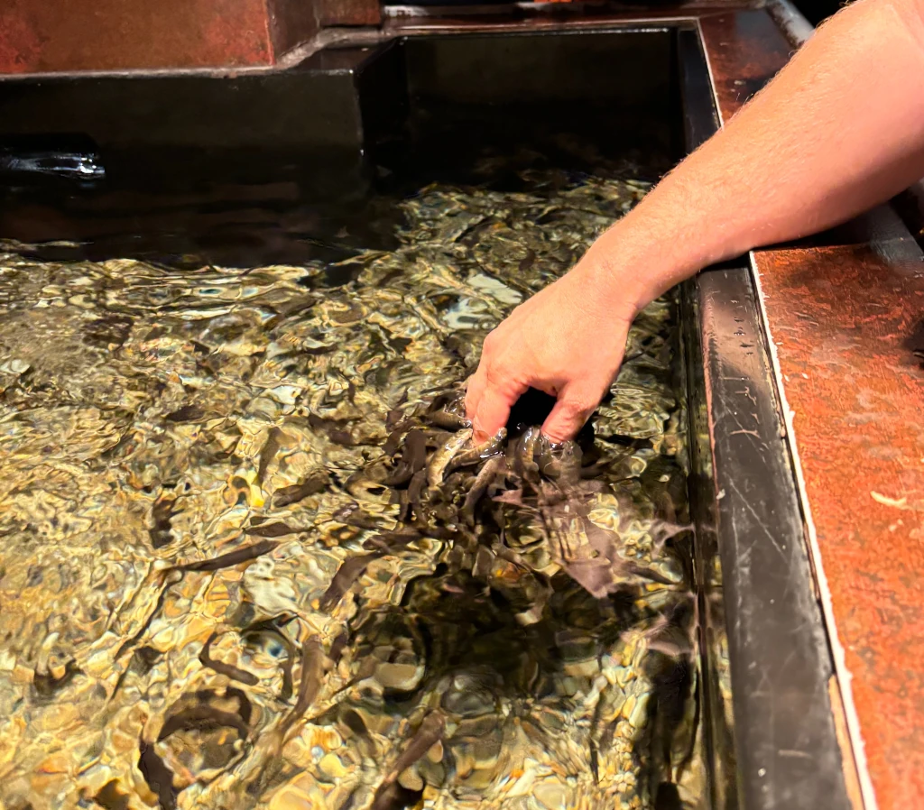 Doctor fish cleaning a hand