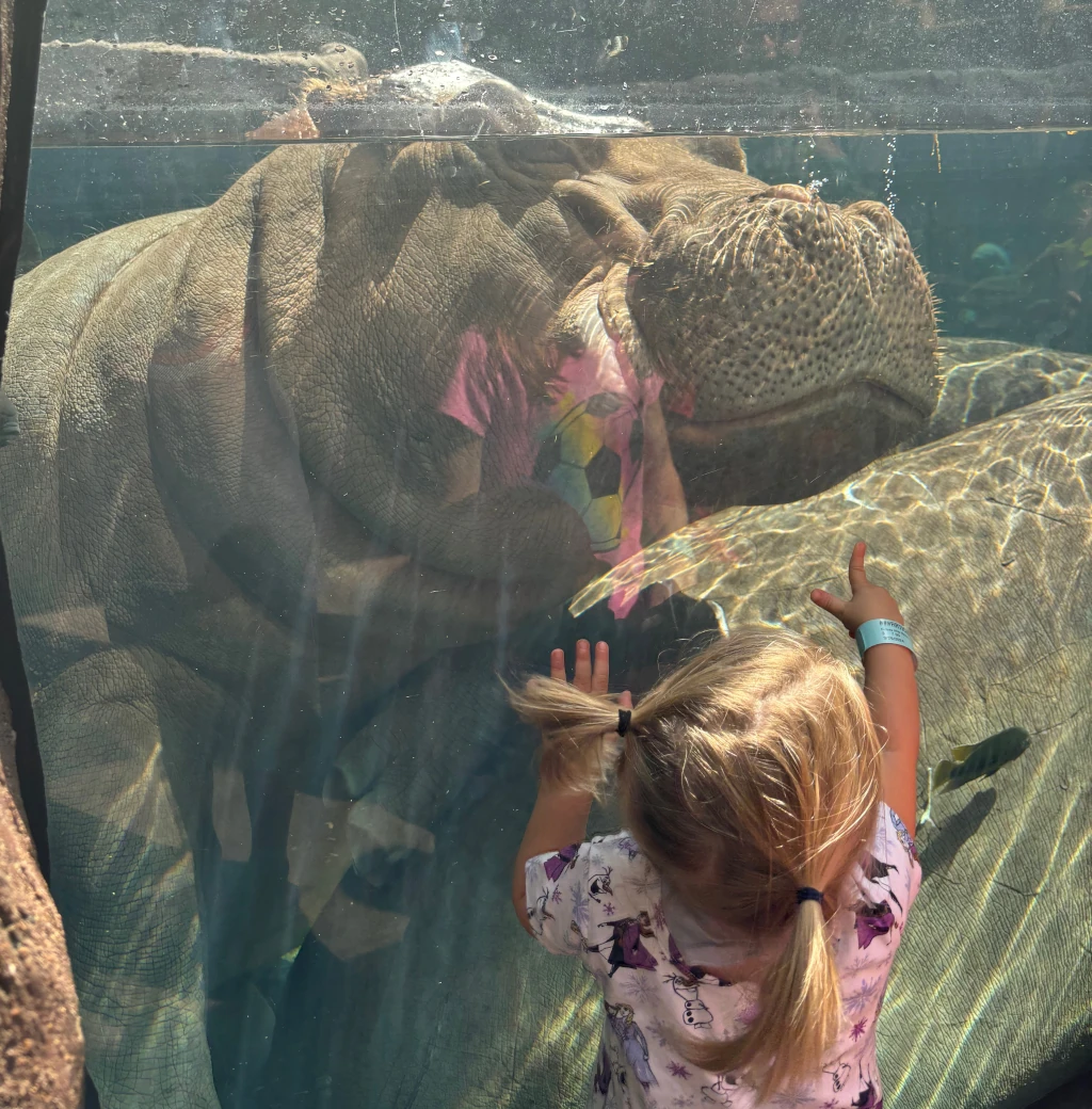 A little girl and a Hippo