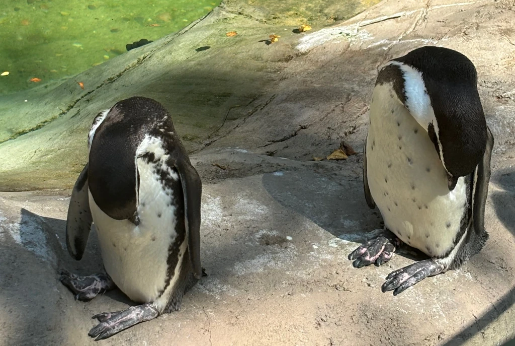 Penguins tucking their heads