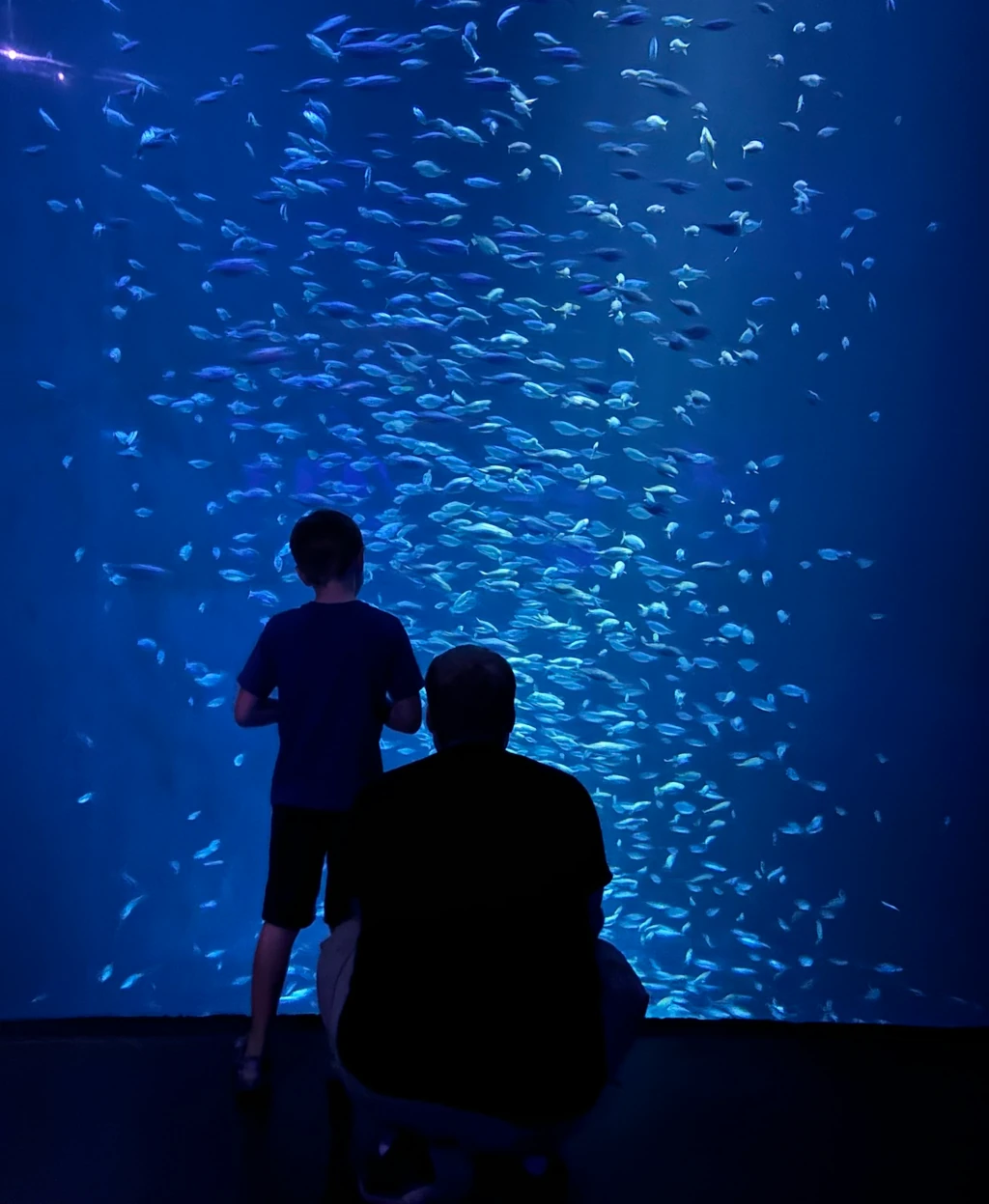 A boy and his dad in front of a large aquarium tank