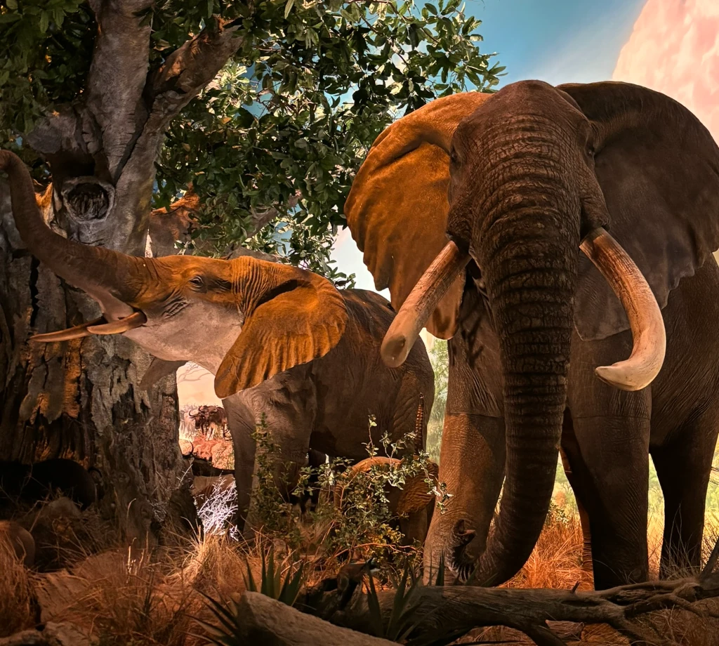 Some taxidermy elephants