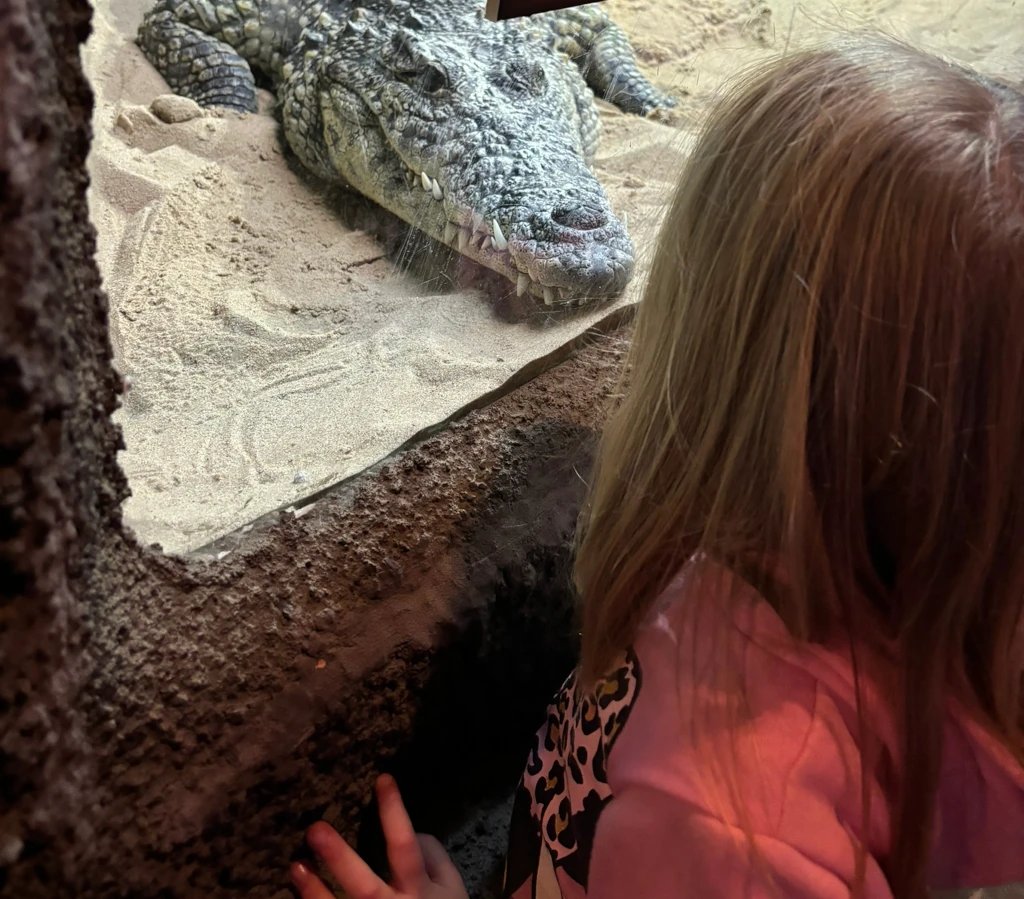 A girl looking at an alligator